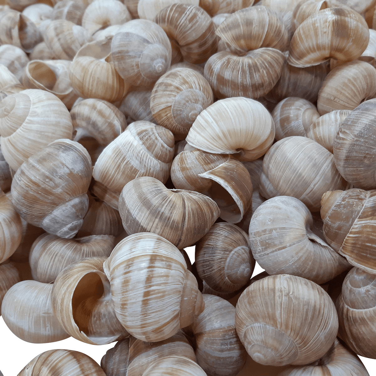 COQUILLES D'ESCARGOTS TRES GROS CARTON DE 1152