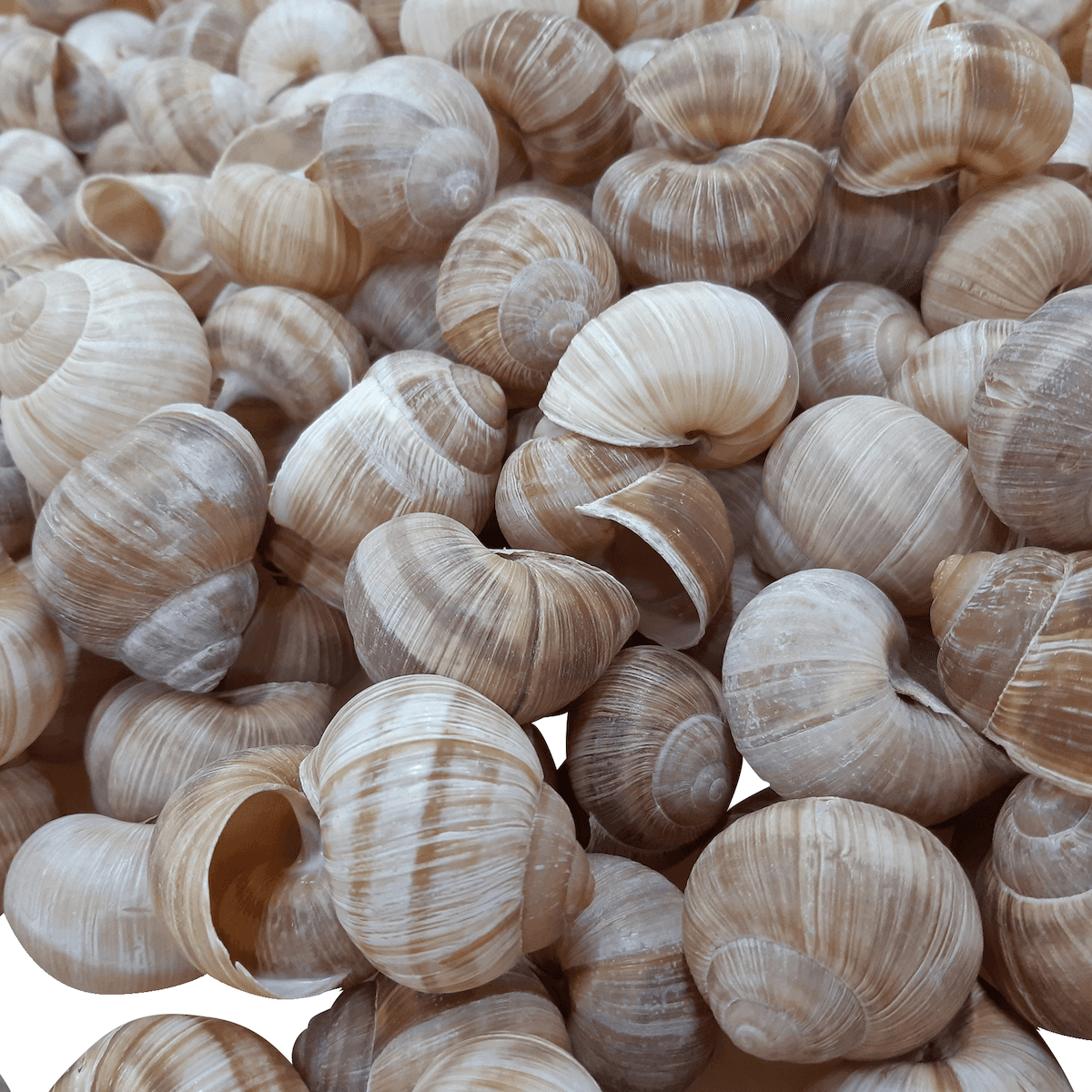 COQUILLES D'ESCARGOTS BELLE GROSSEUR CARTON DE 1140