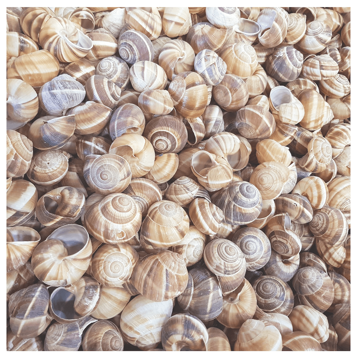 COQUILLES ESCARGOTS DE BOURGOGNE HELIX POMATIA N°10 GROS-VRAC (1440 COQUILLES)