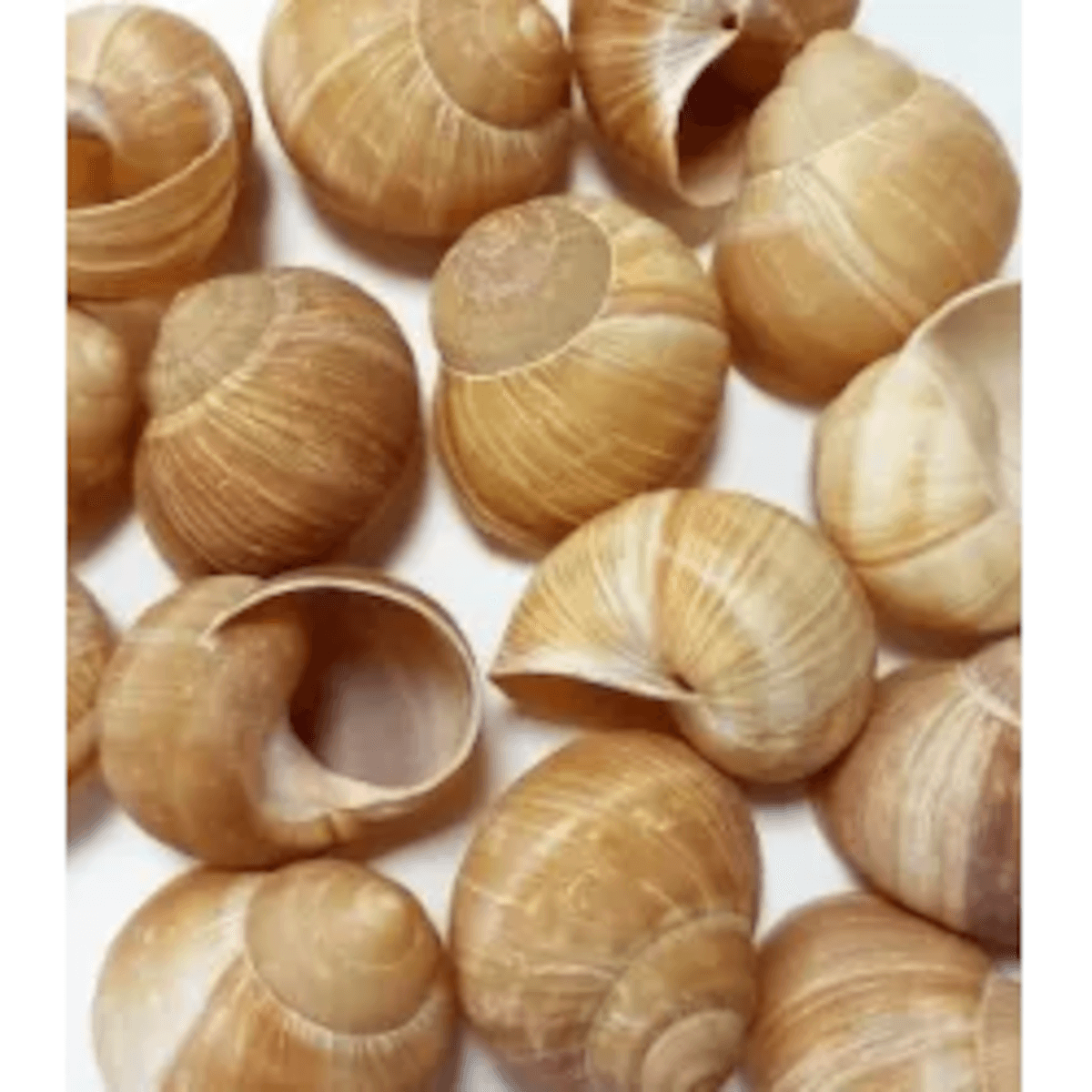 COQUILLES ESCARGOTS HELIX LUCORUM N°10 BELLE GROSSEUR-VRAC 1440 COQUILLES